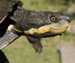 turtle looking with outstretched neck