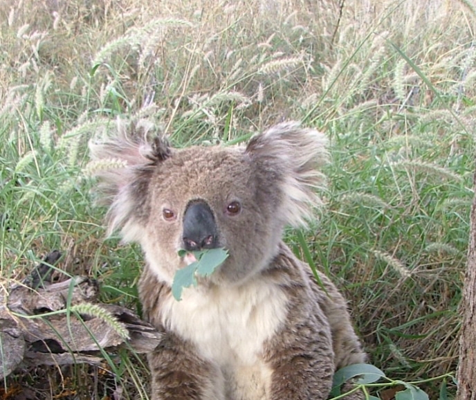 Koala (Phascolarctos cinereus) eating fresh eucalypt leaves and drinking water