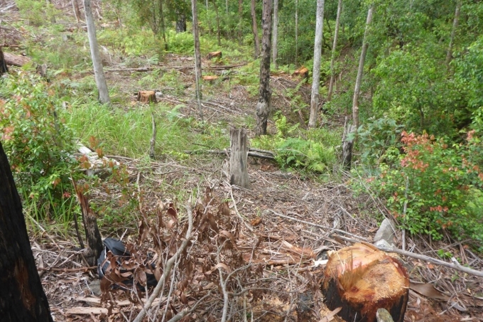The stumps of the illegally harvested trees on a hill in Coopernook State Forest