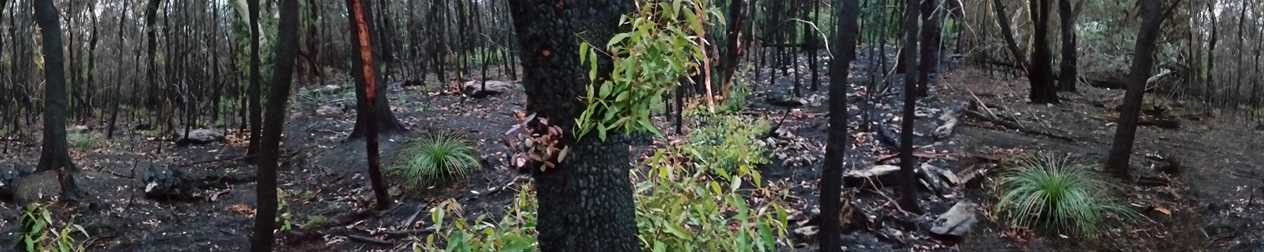 green regrowth on trunks of burnt trees in bushfire damaged area