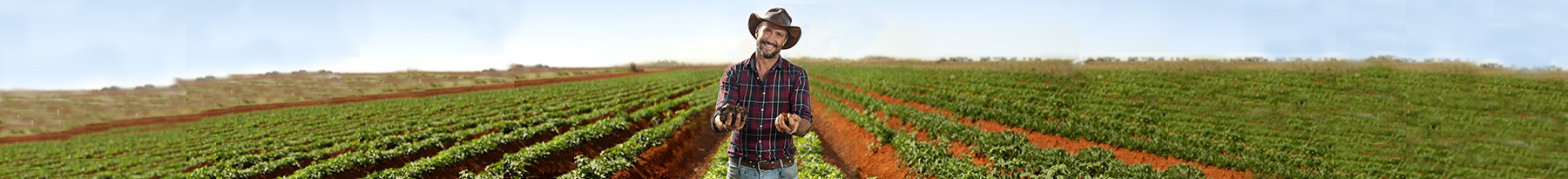 a farmer with handfulls of compost standing in a field of crops