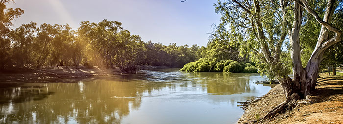 view of the tree-lined Murray river