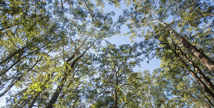 view up into the canopy of gum trees