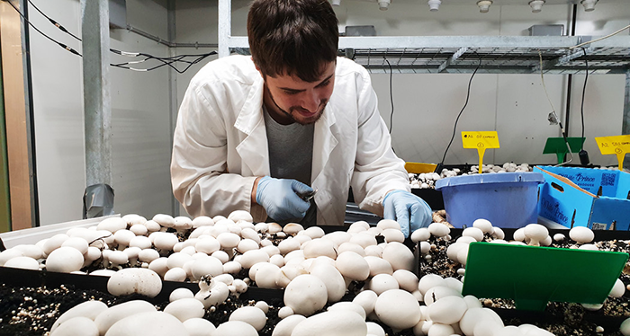 a man testing mushrooms in a laboratory