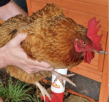 brown chicken being held in front of a coop