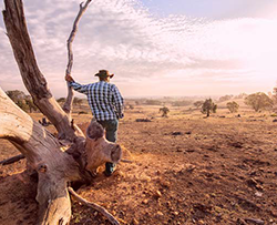 a farmer leans against a fallen dead tree and gazes over a dry and dusty landscape