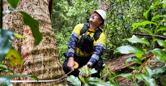 Officer measuring a tree. Photo: EPA