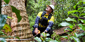 officer measuring the base of a tree gazes up to the canopy