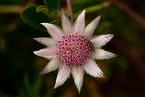 Pink flannel-flower, Blue Mountains National Park