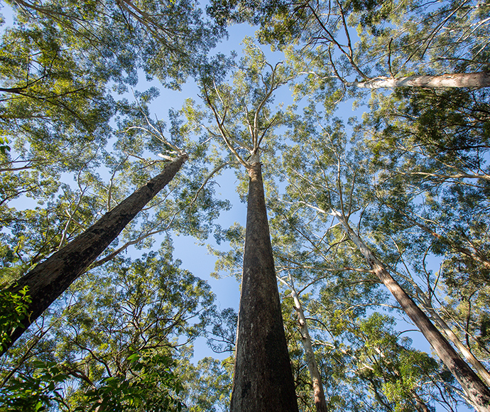 View up to tree canopy, blue sky