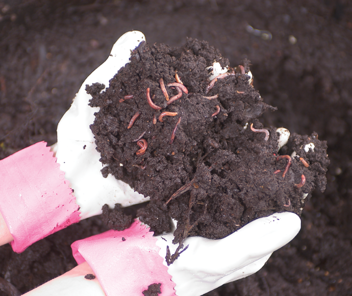 Photograph of hands holding soil with earthworms