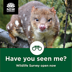 Poster for the community wildlife survey, featuring a quoll