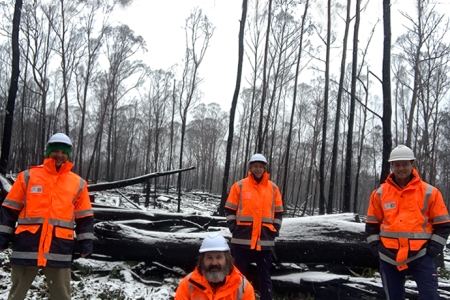 in a snowy landscape of burnt trees four men in bright orange vests and hard hats beside fallen trees