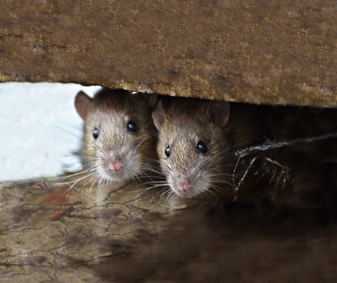 two mice in a crevice