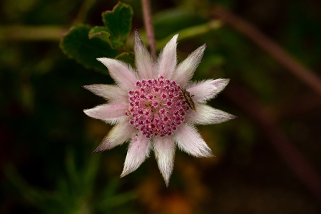 flannel flower on cover of the State of Environment Report