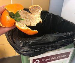 Resident places food waste into green bin 