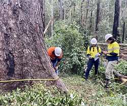 EPA officers measure a tree for compliance in a State Forest