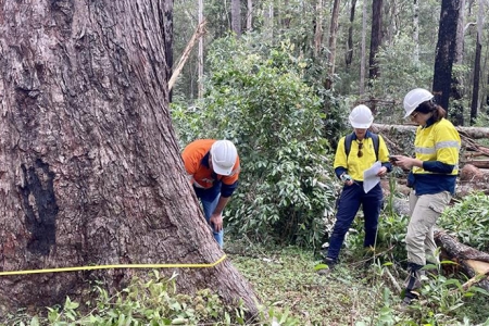 inspecting protected forest trees for compliance 