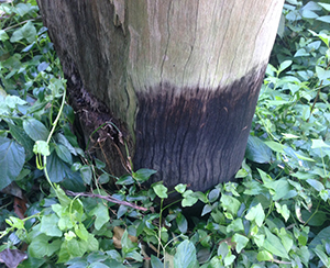 creosote treated timber