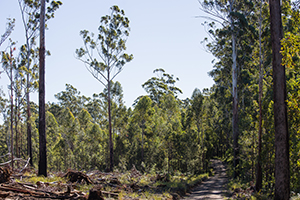 Clearing in forest, with dirt track on the right hand side