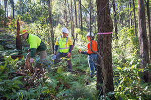 EPA and Forestry Corporation NSW officers inspecting forest area