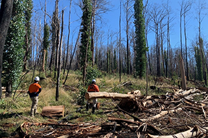 Forestry and EPA officers checking bushland after a bushfire