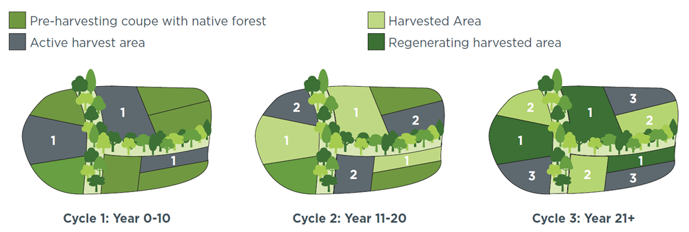 Infographic showing how intensive logging cycles apply to coupes over time and local landscape areas