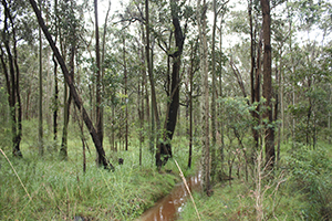 Lower Hunter Spotted Gum Ironbark Forest, threatened ecological community