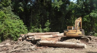 A machine loader harvests timber as part of a private native forestry operation on the Mid North Coast NSW