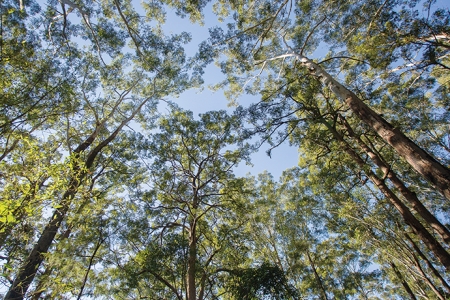 View from the ground up to the tree canopy