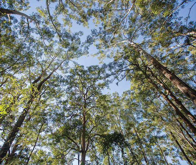 View from the ground up to the tree canopy