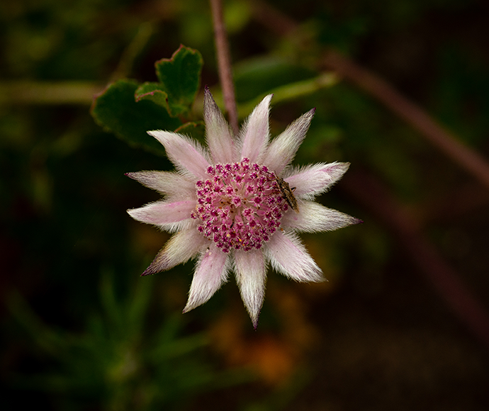 close up of pink flannel flower. T Johnson