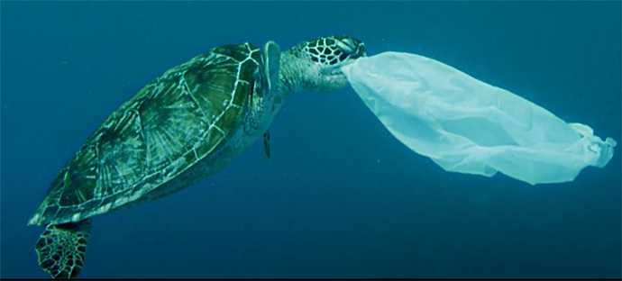 turtle eating a plastic bag in the ocean
