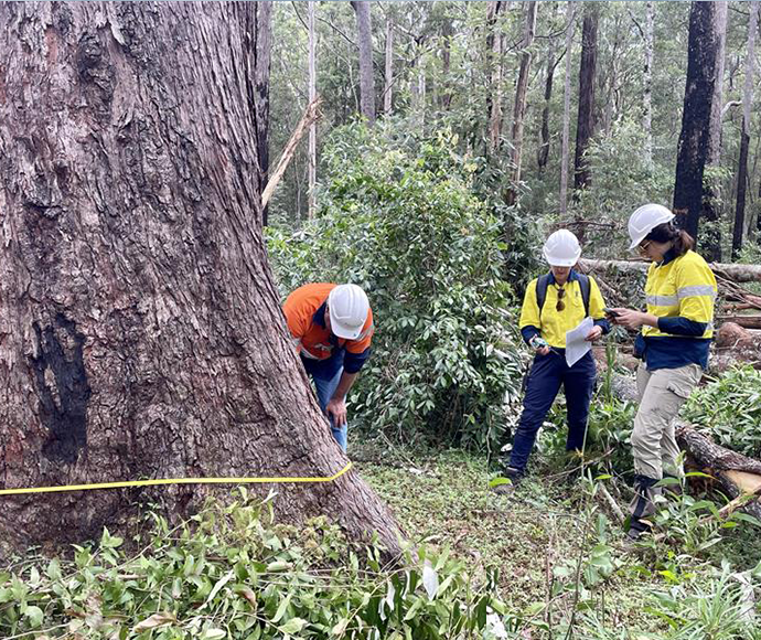 officers measuring the size of a giant tree trunk