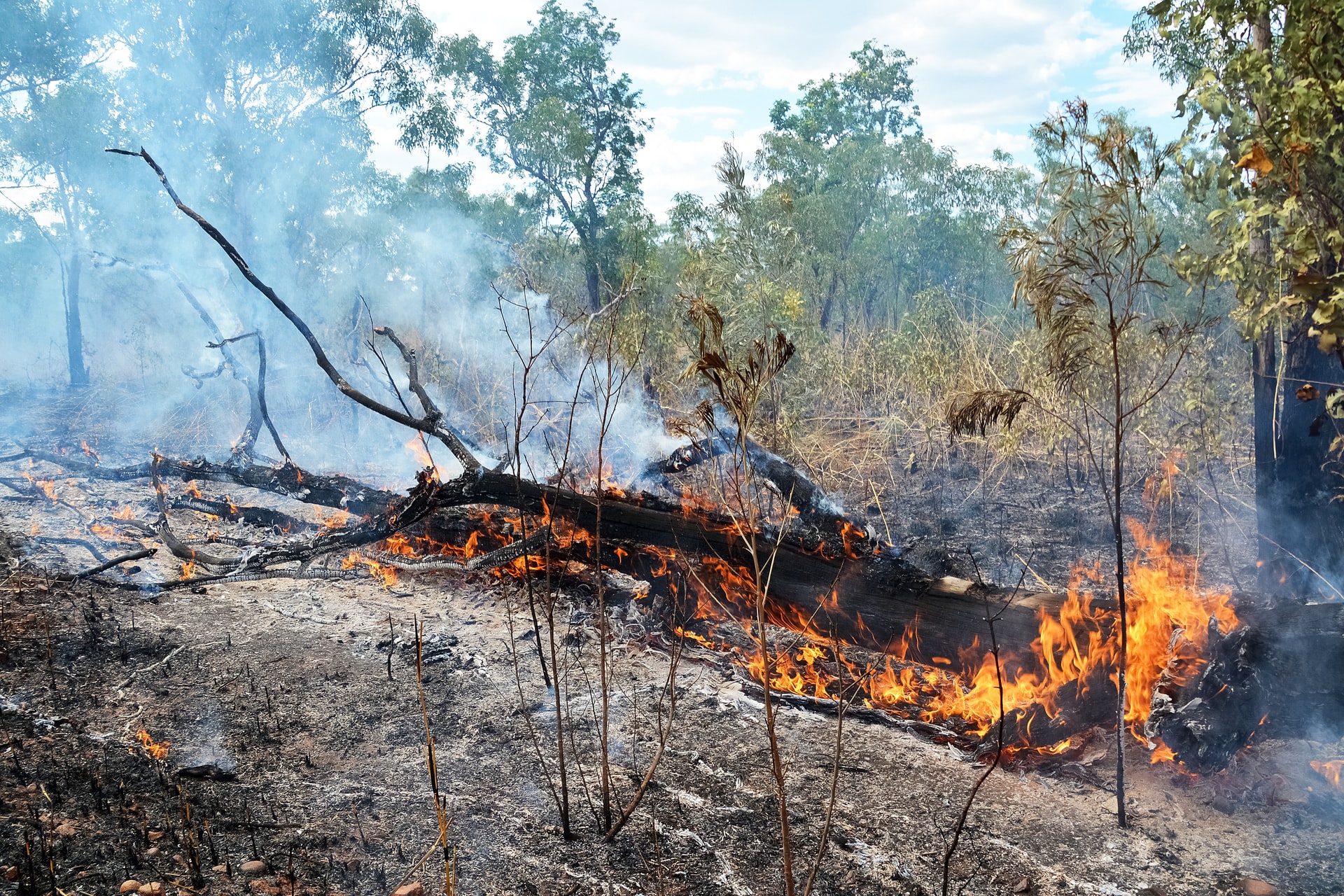 Photo of a burning tree in bushland.