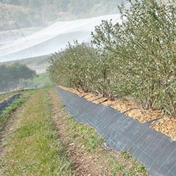 mulch applied to blueberry rows