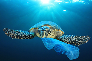 Sea turtle with plastic bag in mouth