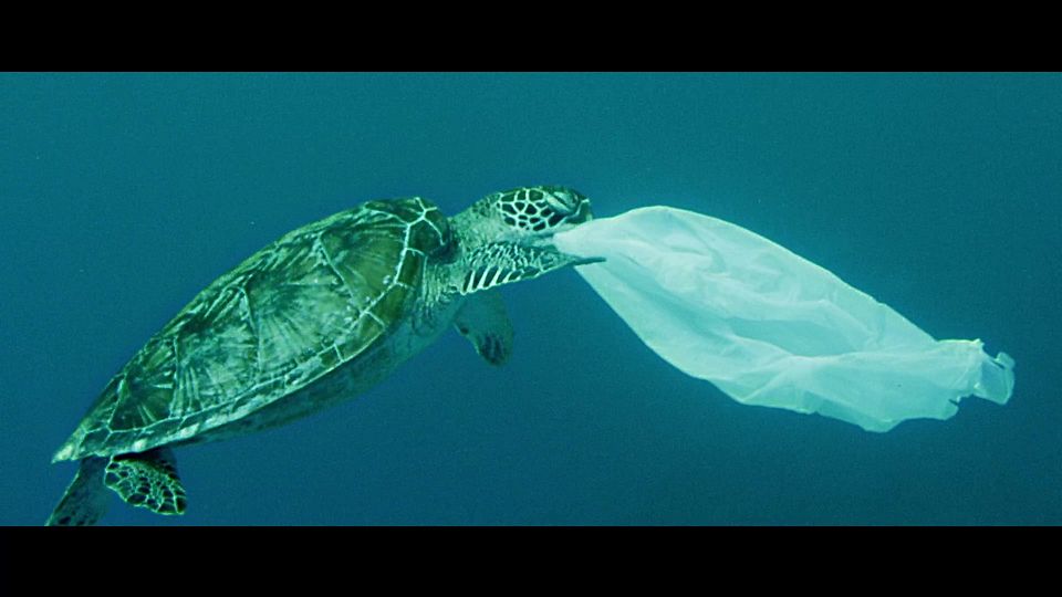 Video still 15 second video - turtle eating plastic bag