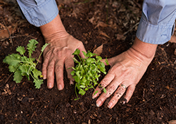 hands planting seedlings in a garden bed