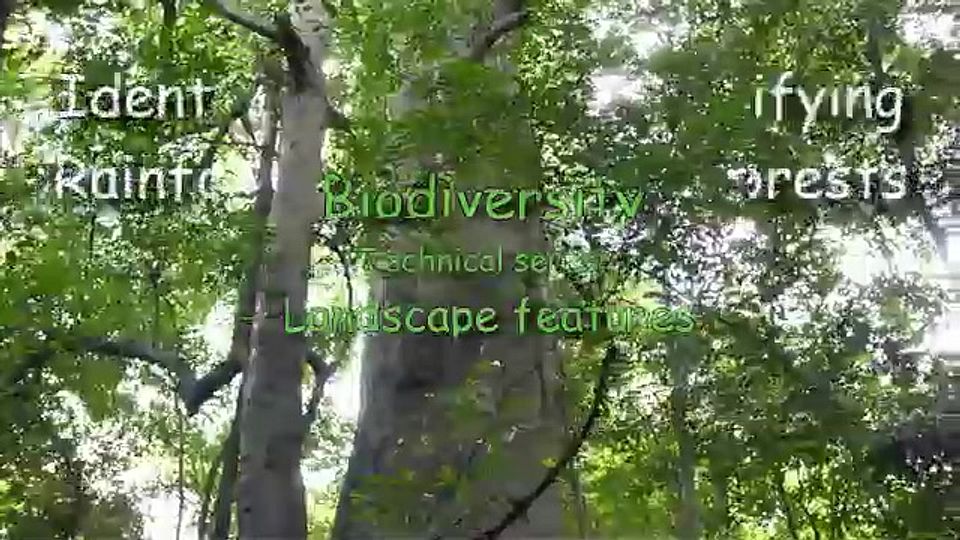 Identifying rainforests video thumbnail