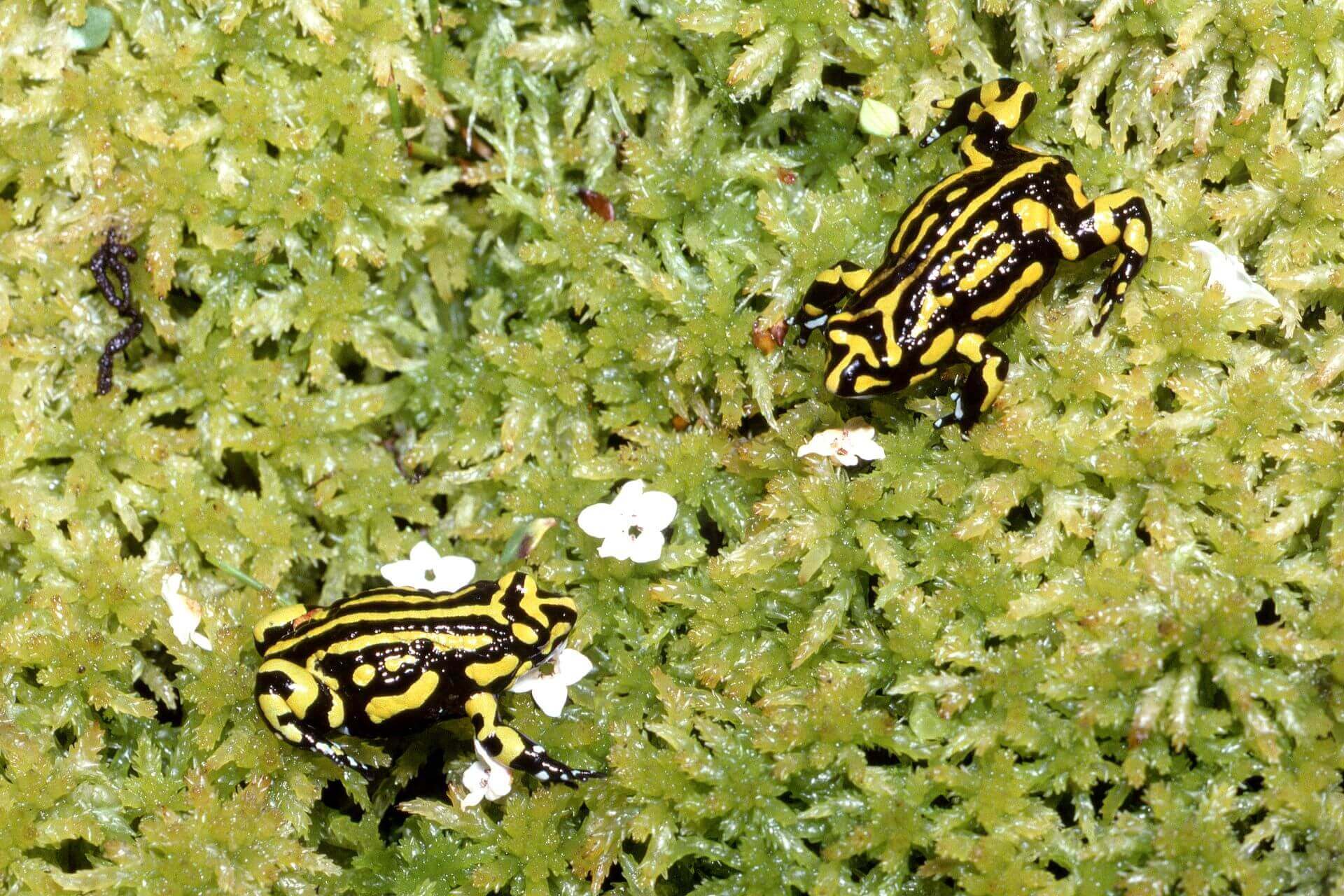 Two corroboree frogs