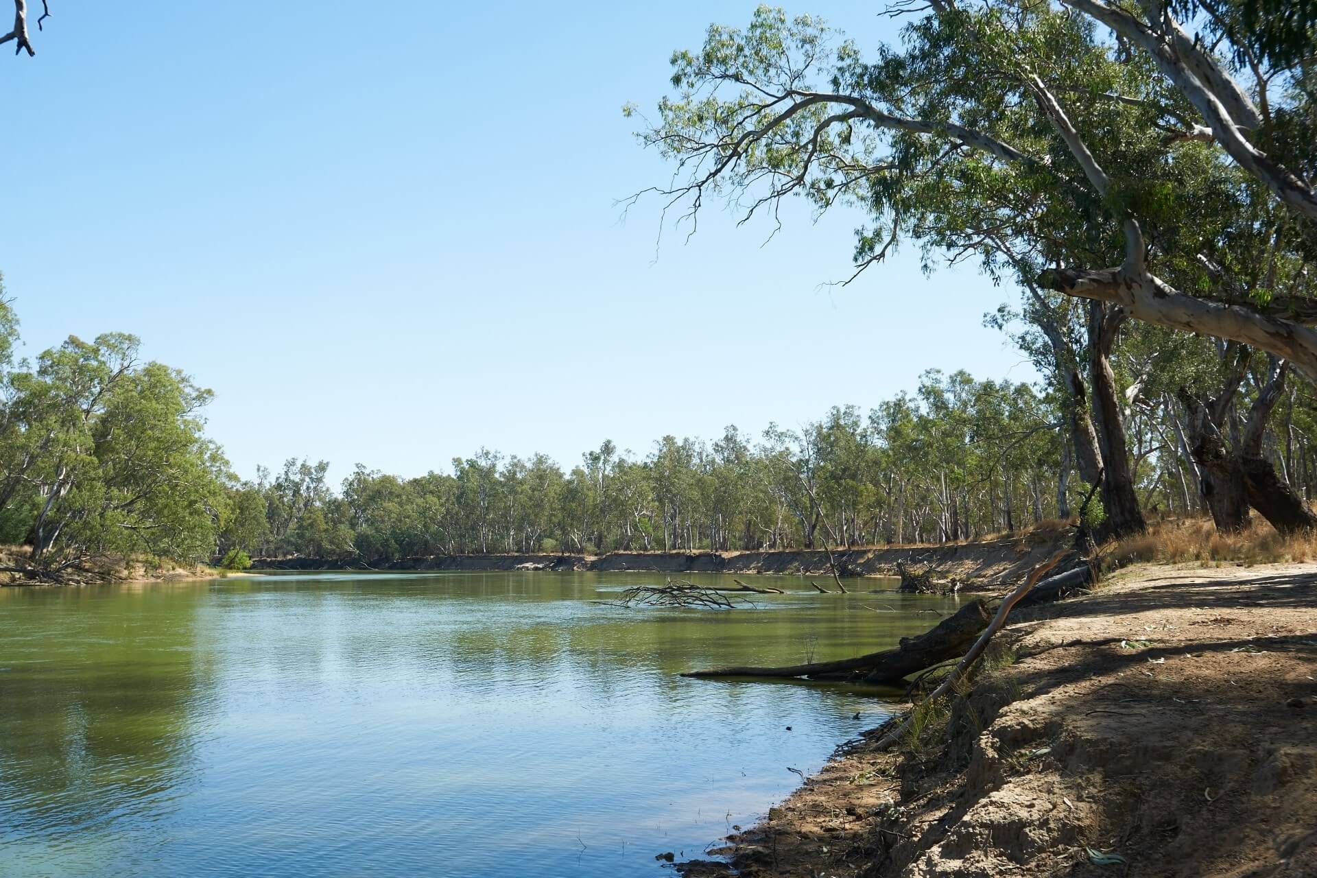 River red gums (Eucalyptus camaldulensis) on the banks of Murray River, Albury. Credit: Peter Robey/DCCEEW
