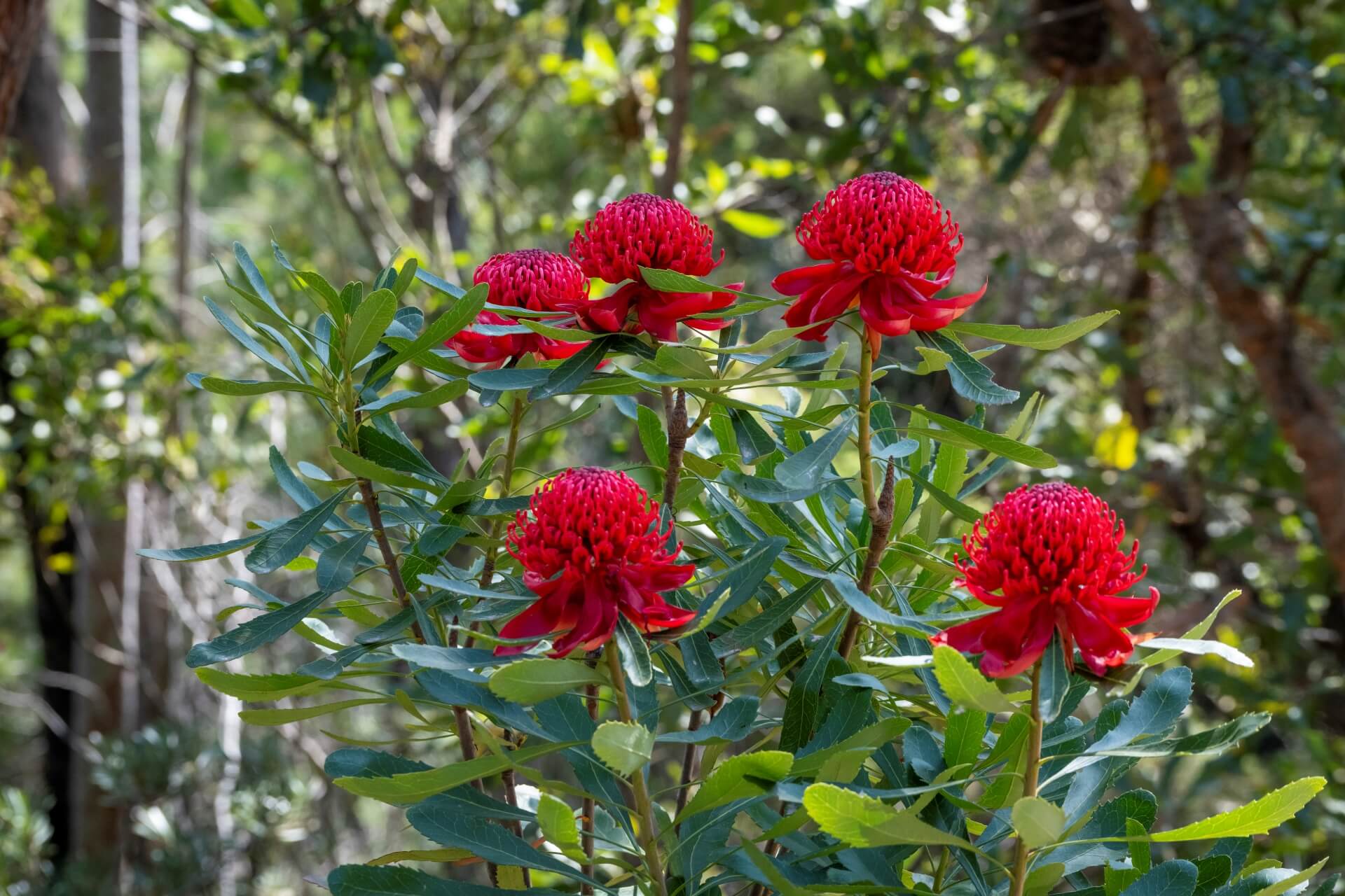Waratah (Telopea speciosissima), Muogamarra Nature Reserve. Credit: John Spencer/DCCEEW
