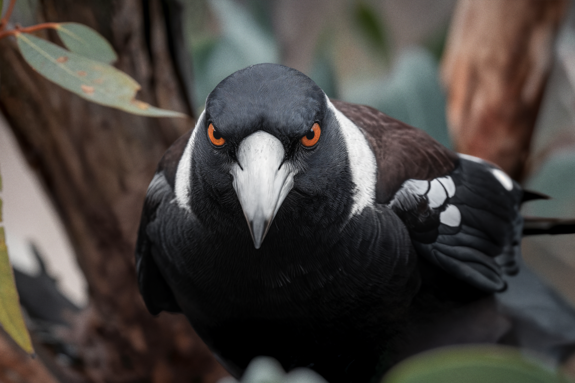 Magpie (Gymnorhina tibicen)